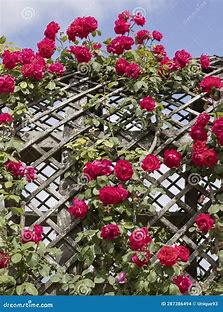 Elegant Red Climbing Rose Flower Seeds