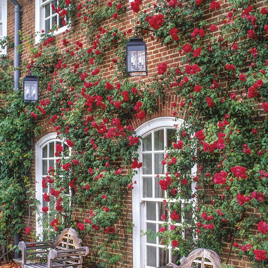 Elegant Red Climbing Rose Flower Seeds